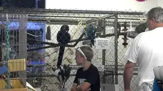 Hyacinth Macaw dancing