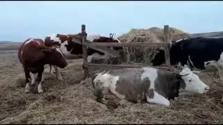 История бычка от 