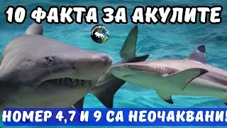 ТОП 10 ФАКТА ЗА АКУЛИТЕ, КОИТО ЩЕ ВИ ИЗУМЯТ!