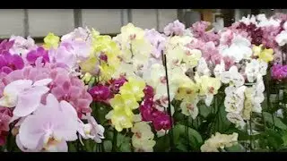 Besuch bei Schwerter Orchideen Zucht