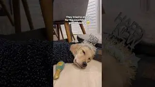 Puppies tried to stay up for New Years 🐶 