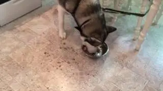 Собака останется собакой😂