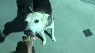 My Street dog looking with innocent eyes for chicken bones