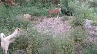Pregnant Mother dog/Brown pup eating raw meat bones/chips/white chickpea curry/Siblings fight usa uk