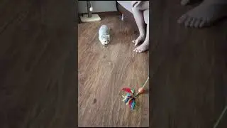 Шотландский вислоухий Тайсон.