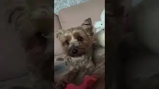 Дези немножко грустит #shorts