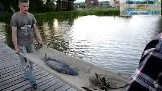 Зарыбление водоёма крупным осетром!  23 Июня 2016