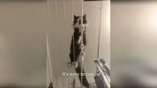 funny dogs in funny cats