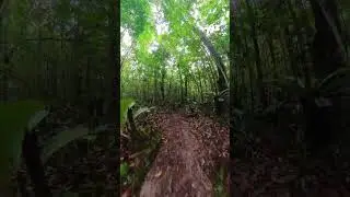 🌴 Думаете это джунгли? Как бы не так!