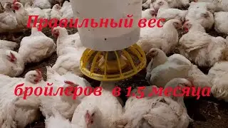 Правильный вес бройлеров в 1.5 месяца .  Пополнение на ферме