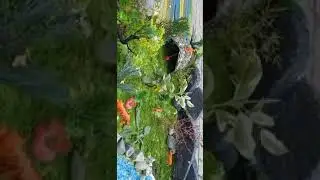 Forest Project