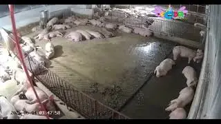 Взлом канала Карусель (09.01.2026 г. Калуга)