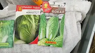 Сеем зеленушку в теплице.