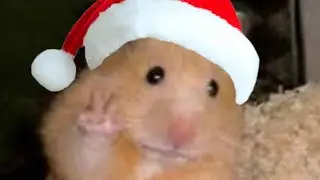 смешные хомяки 5ч.,С НОВЫМ ГОДОМ!!!
