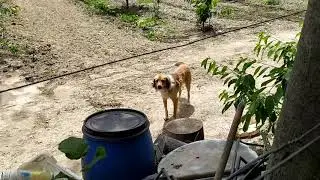 Büyük Kangal Köpeği kışkırtma ve Küçük Köpek tel altından cıktı :)