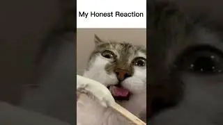 My Honest Reaction