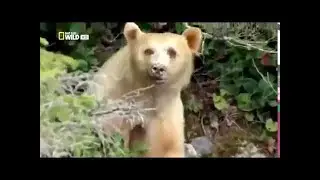 Nat Geo Wild The Great Bear Rainforest Nature Documentary