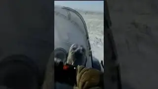 охота на волков первый добытый волк wolf hunting
