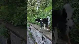 Shiba like a Goat 🐕🐐