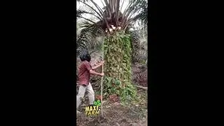 Maxifarm dan Kelapa Sawit - Panen melimpah