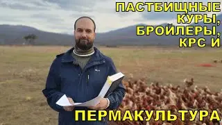 Пастбищные куры, бройлеры, КРС и Пермакультура в РАЙАР