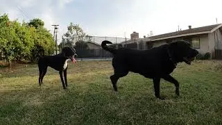Kate and Ruby Playing Fetch - Filmed on the GoPro Hero 10