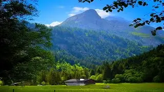Relaxing sounds of the forest, nature - Birdsong, uncontaminated nature, relaxation