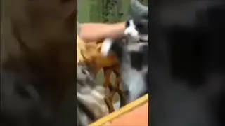 I swear that cats have boxing skills