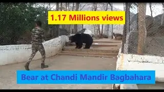 Bears come at Chandi Mandir चंडी मंदिर मे भालू Ghunchapali Bagbahara
