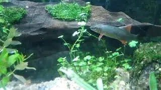 I love my green aquarium
