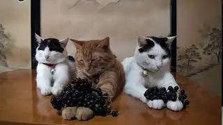 The Cat and Coignier Grapes: A Playful Encounter!