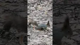 Белки в парке сказок в Томилино 🐿️