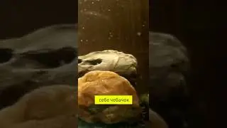 Немного об амурском чебачке