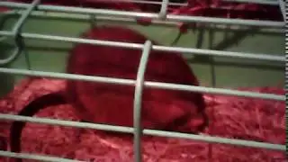 наша ондатра
