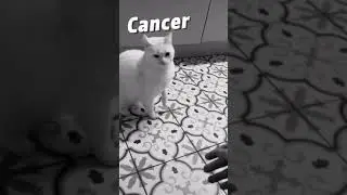 Zodiac Signs as Animals 🐶🐈 - Zodiac Signs Tiktok 