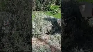 развитие ландшафтного дизайна участка в Усатово под Одессой