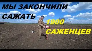 67. КУПИЛИ УСАДЬБУ, ВОССТАНАВЛИВАЕМ! Посадка виноградника закончена!