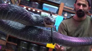 Best Snakes to Practice Venomous Snake Handling! (without venom)