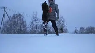 Бордер колли замедленная съемка