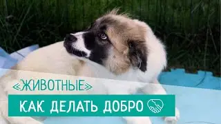 «Как делать добро». Серия 7. Животные