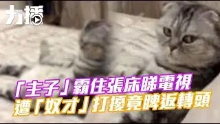 貓咪霸床睇電視視頻