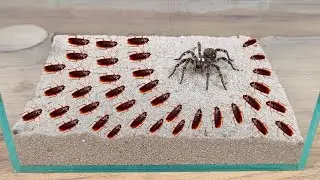 ¡TARANTULA vs 1000 CUCARACHAS! ¡NO SE ESPERABA ESTO!