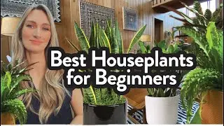 Best Houseplants for Beginners, Easiest Plants to Keep Alive