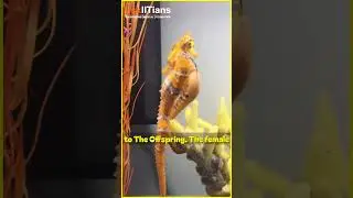 The Astonishing World of Male Seahorses: Nature's Unusual Parenting Role #askiitians