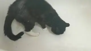 Shower Cat Part Deux