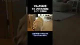 꾹 참아왔던 안내견이 주인 보면 하는 행동