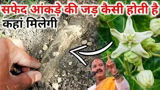 सफेद आंकड़े की जड़ कैसी होती है कहां मिलेगी जाने pandit_pradeep_ji_mishra  @shivmahapuran2M