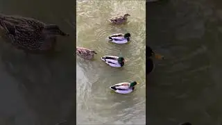 Удивительные животные 🫶 