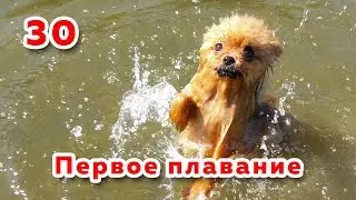🐾 Шпицы не умеют плавать? 👀 Кемерово, Томь