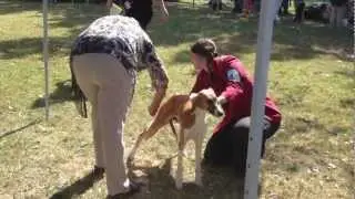 Triple CACIB show Israel - Day I - Salukis
